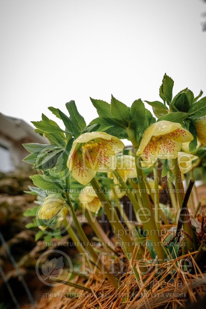 Helleborus Ashwood Gold Finch (Lenten Rose) 3