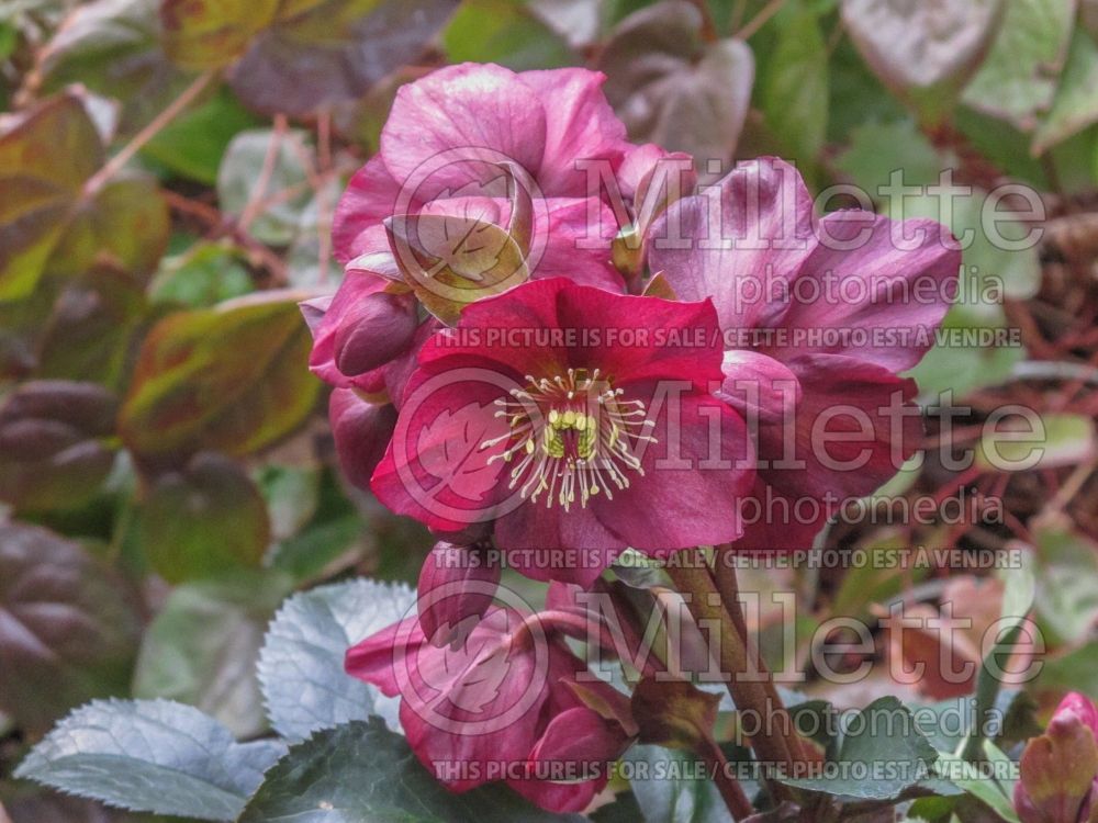 Helleborus Ice N' Roses Early Red (Lenten Rose) 4