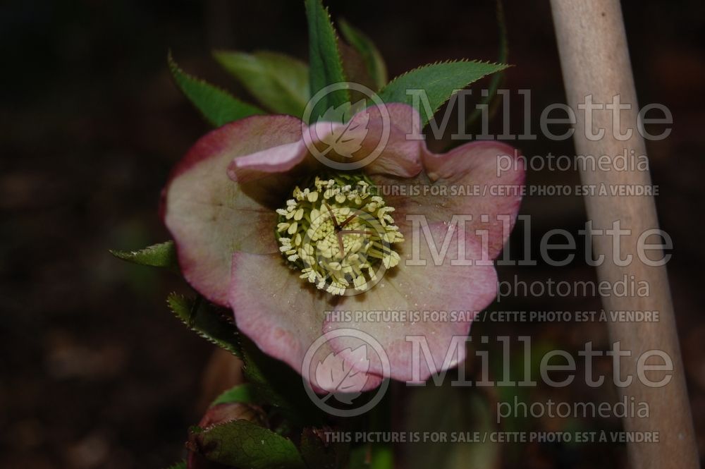 Helleborus Brandywine Strain (Lenten Rose) 3
