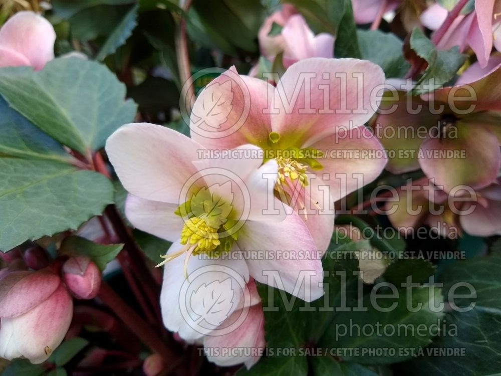Helleborus Angel Glow (Lenten Rose)  3