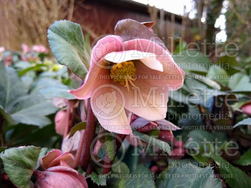 Helleborus Pirouette (Lenten Rose) 3 