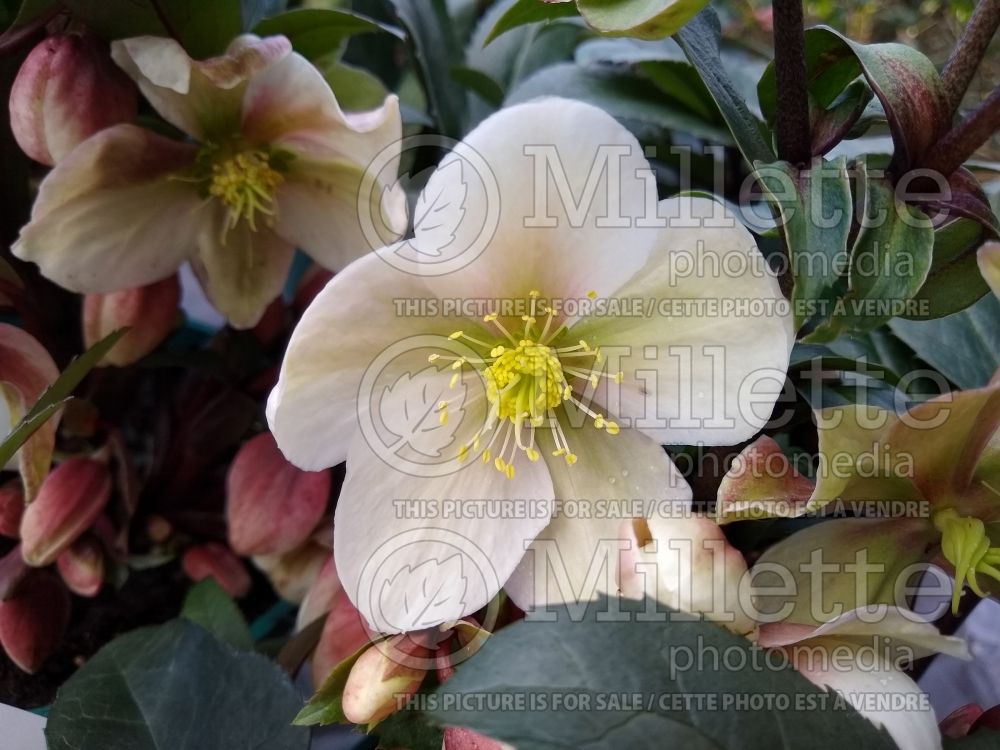 Helleborus Winter Sunshine (Lenten Rose) 2