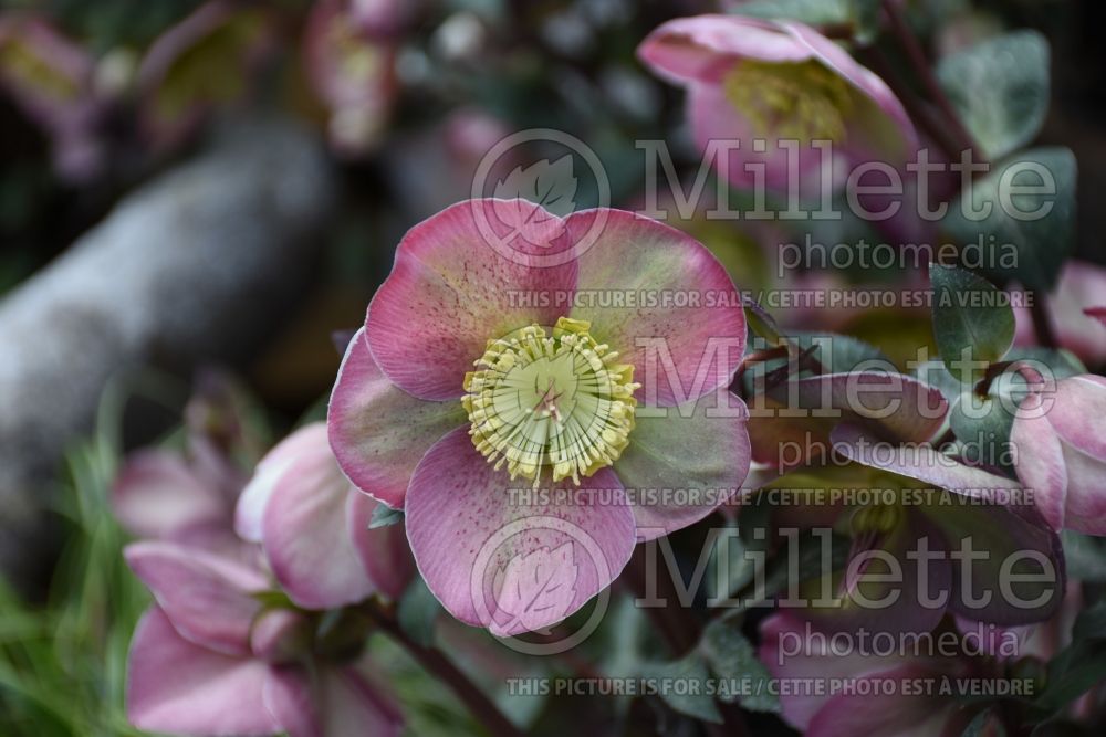 Helleborus Frostkiss Pippa's Purple (Lenten Rose) 1