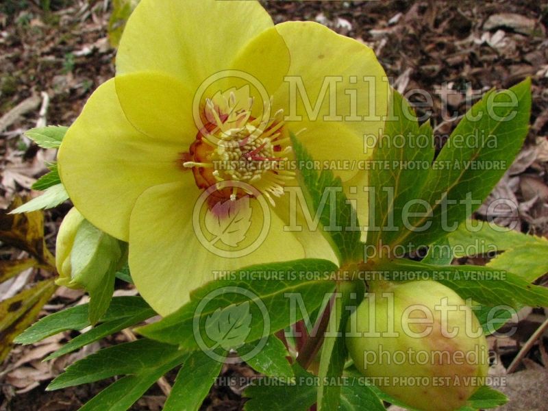 Helleborus Ashwood Yellow Hammer (Lenten Rose) 1