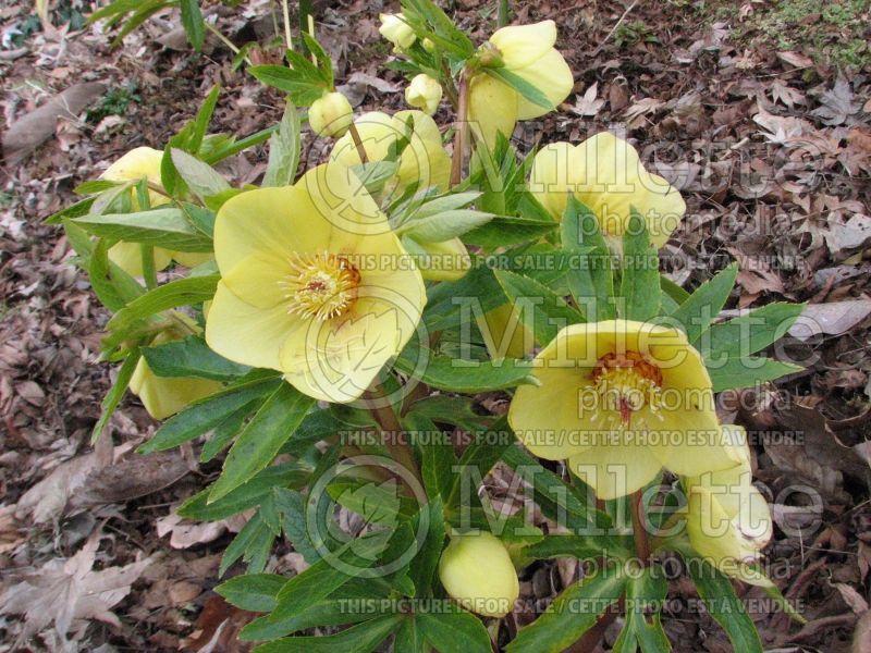 Helleborus Ashwood Yellow Hammer (Lenten Rose) 2