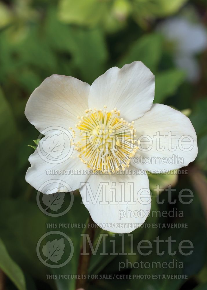 Helleborus GC Jacob (Lenten Rose) 8