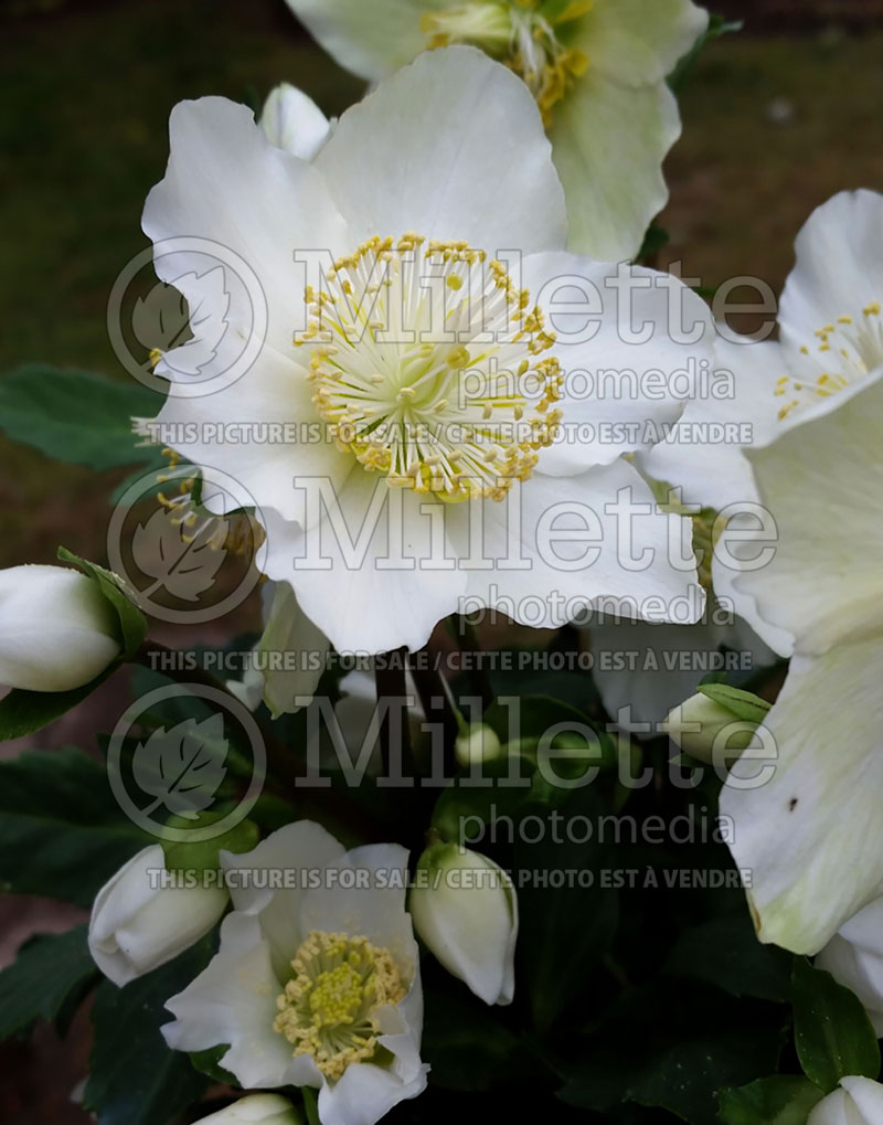 Helleborus GC Jacob (Lenten Rose) 10
