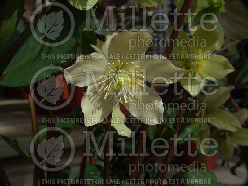 Helleborus GC Jacob (Lenten Rose) 6