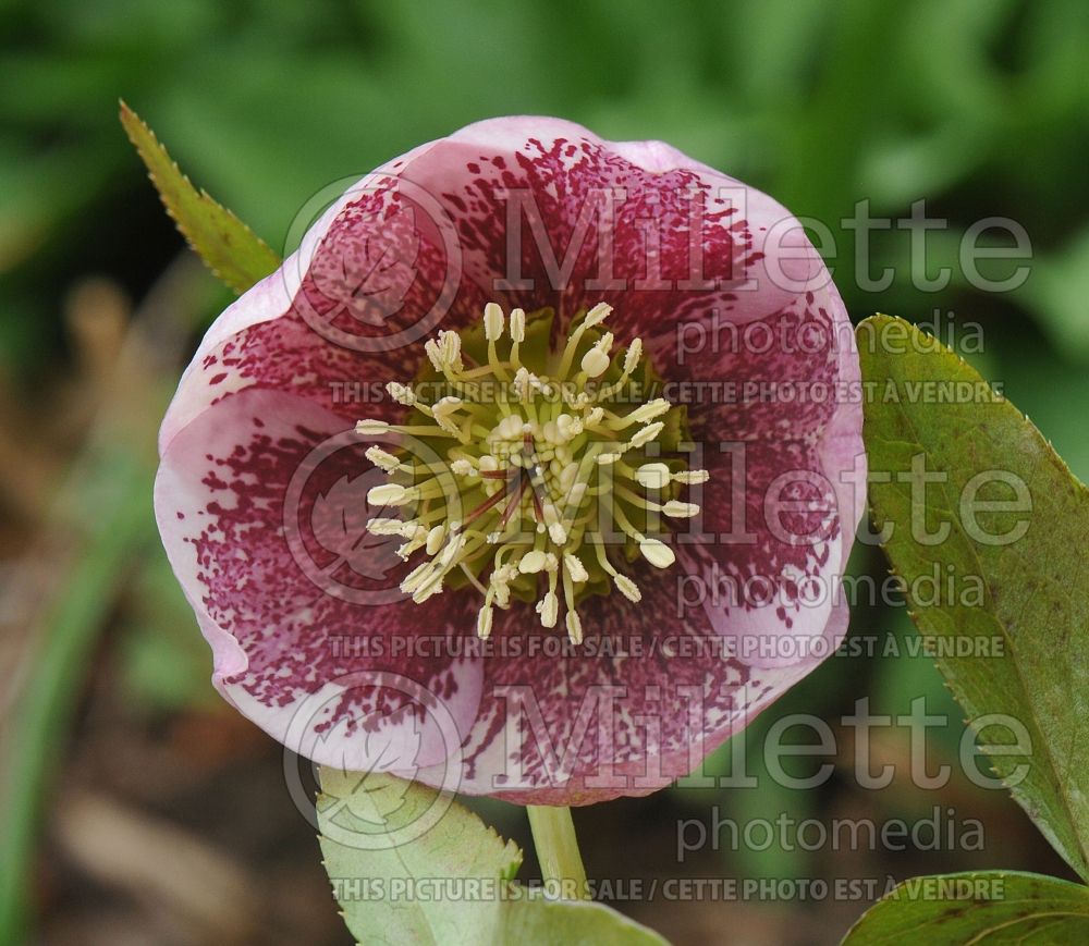Helleborus Spring Promise Charlotte (Lenten Rose) 1 
