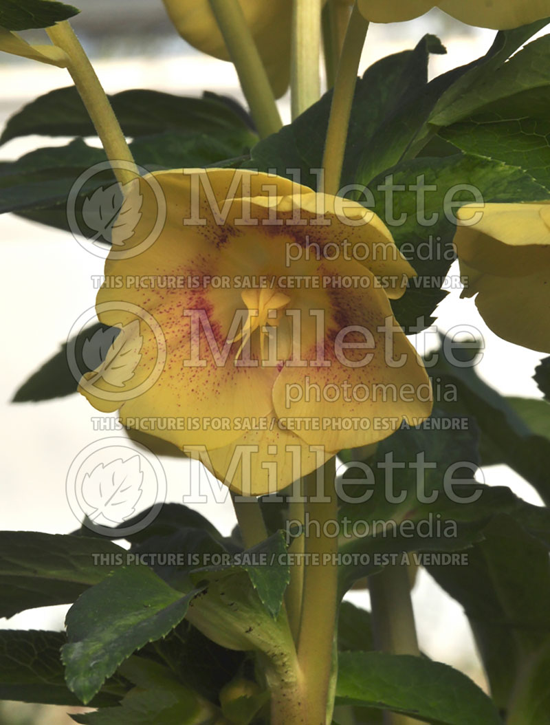 Helleborus Special Yellow Spotted (Lenten Rose) 1 