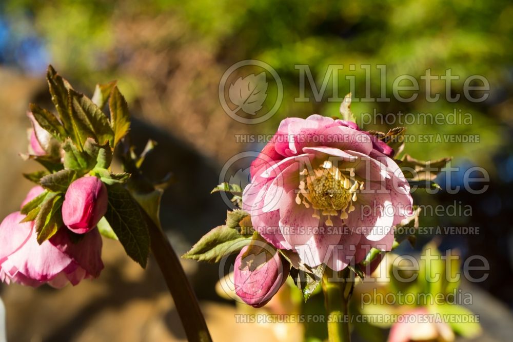 Helleborus Rosy Glow (Lenten Rose) 2