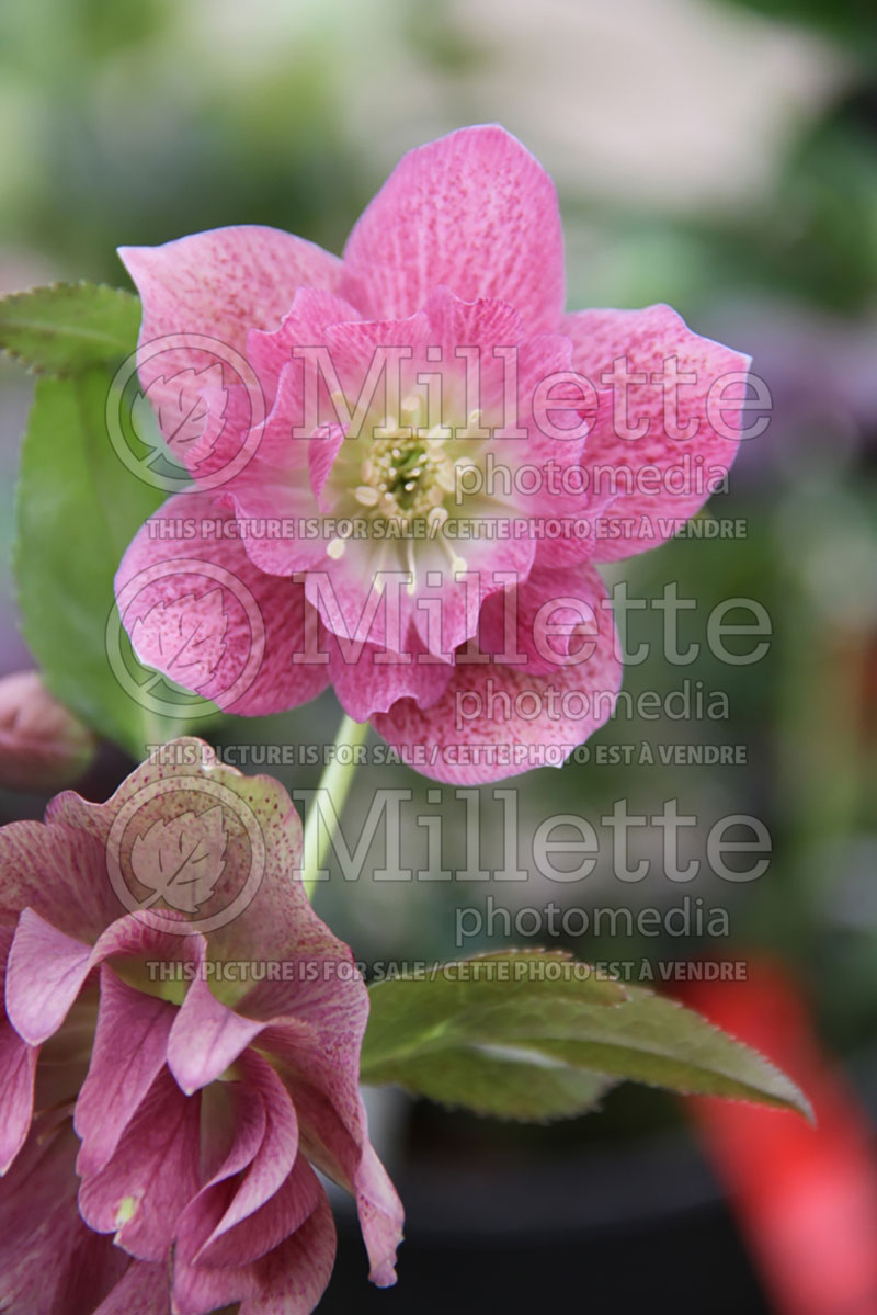 Helleborus Spring Promise Elly (Lenten Rose) 1