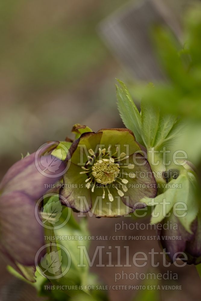Helleborus Spring Promise Valerie (Lenten Rose) 3