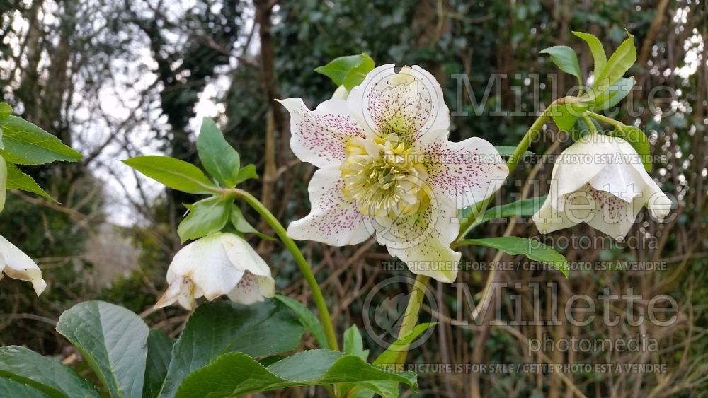 Helleborus White Tutu (Lenten Rose) 3