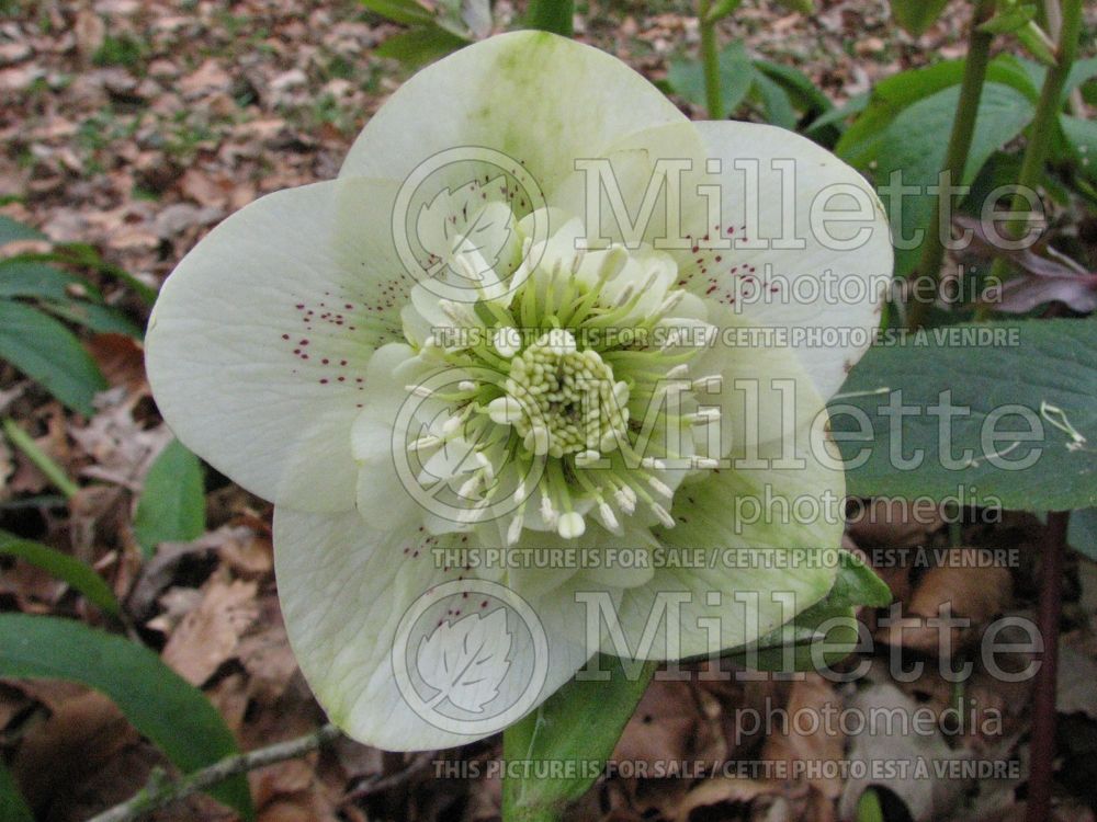 Helleborus White Tutu (Lenten Rose) 2