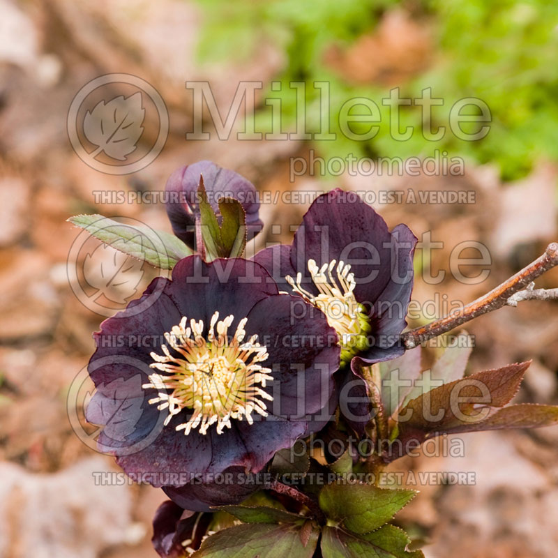 Helleborus Winter Dream Black (Lenten Rose) 1