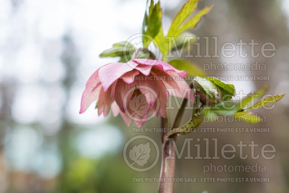 Helleborus Winter Jewels Amber Gem (Lenten Rose) 5