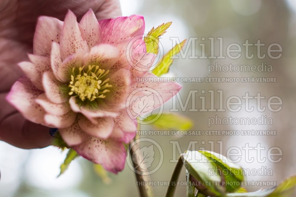 Helleborus Winter Jewels Amber Gem (Lenten Rose) 4