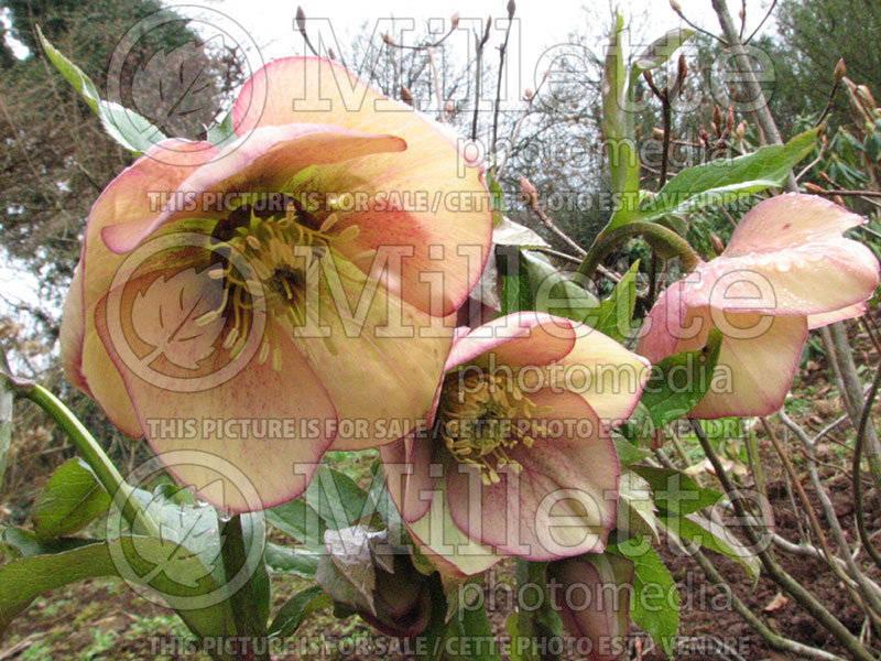 Helleborus Apricot Blush (Lenten Rose)   6