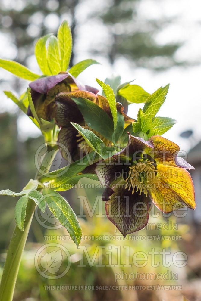Helleborus Winter Jewels Jade Star (Lenten Rose) 2