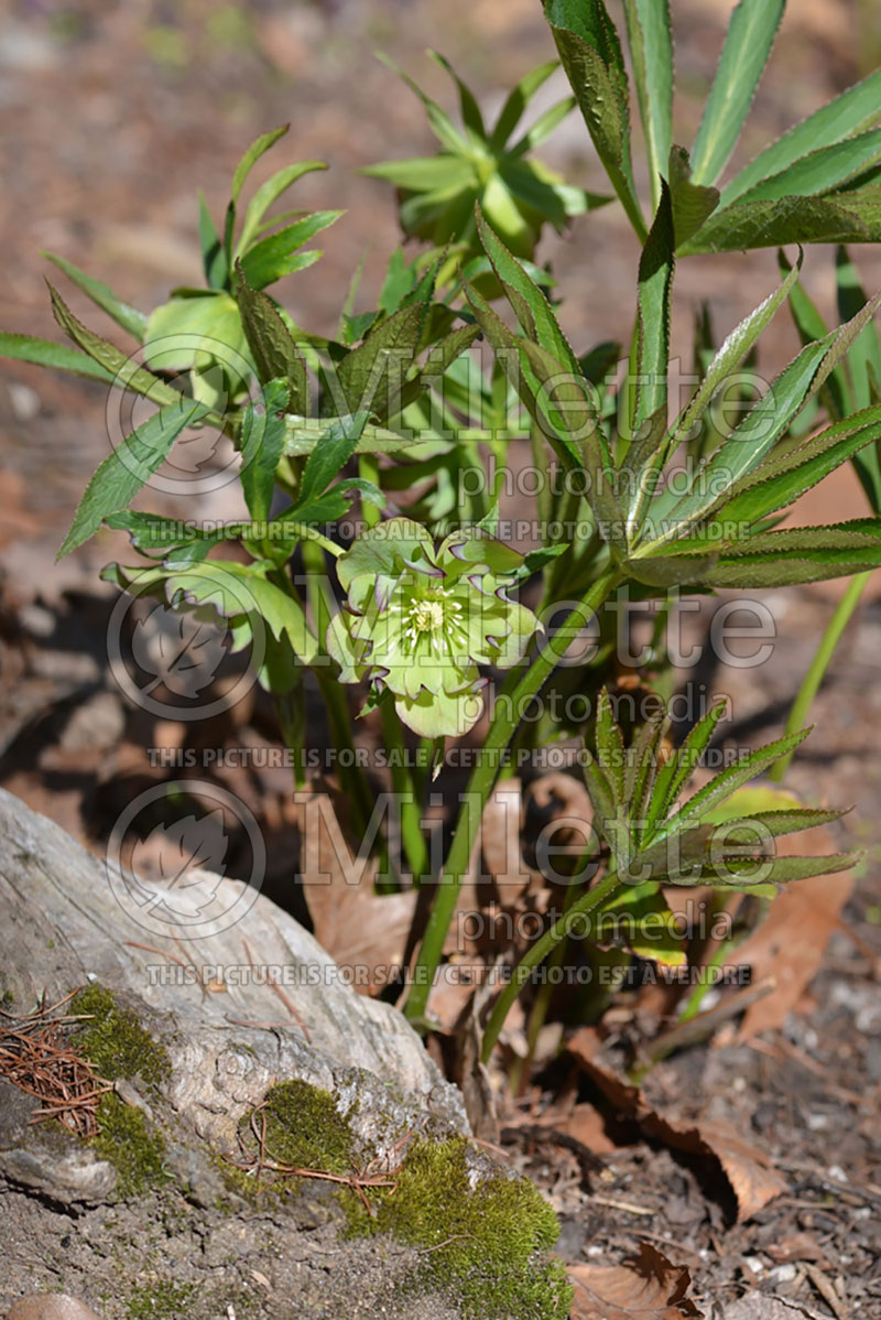 Helleborus Winter Jewels Jade Tiger (Lenten Rose) 1