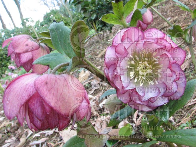 Helleborus Winter Jewel Peppermint Ice (Lenten Rose) 2