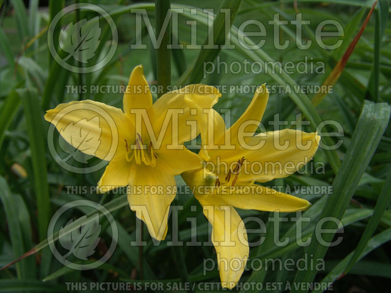Hemerocallis Autumn Daffodil (Daylily) 1 