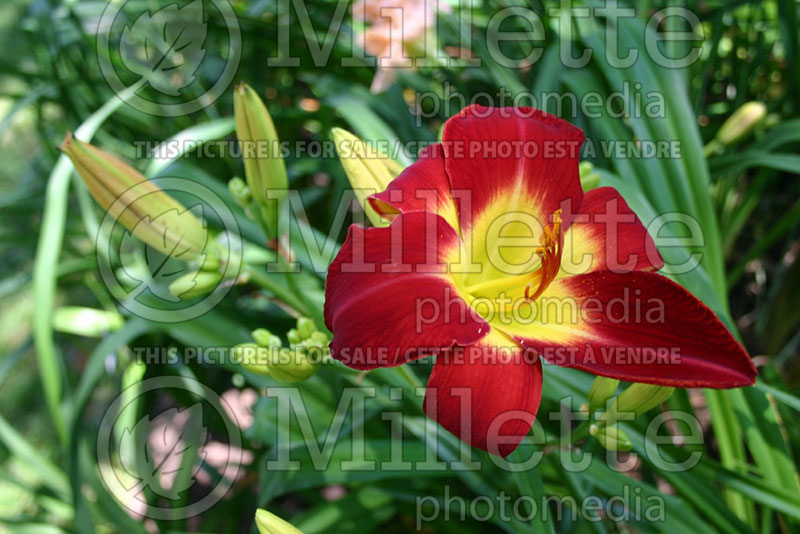 Hemerocallis Cherokee Star (Daylily) 