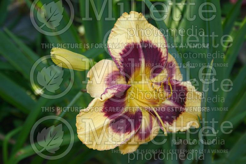 Hemerocallis Claudette the Softness (Daylily) 1
