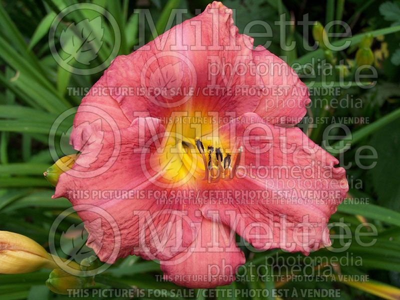 Hemerocallis Disco Rose (Daylily) 2