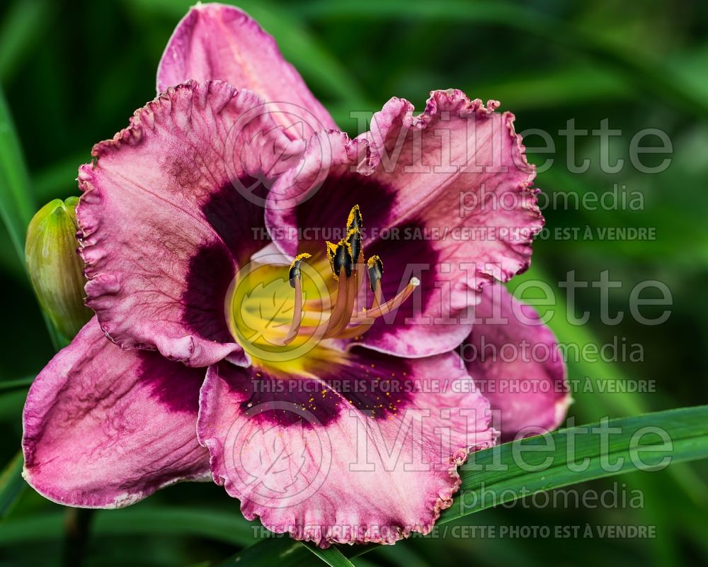 Hemerocallis Eleonore (Daylily) 1 