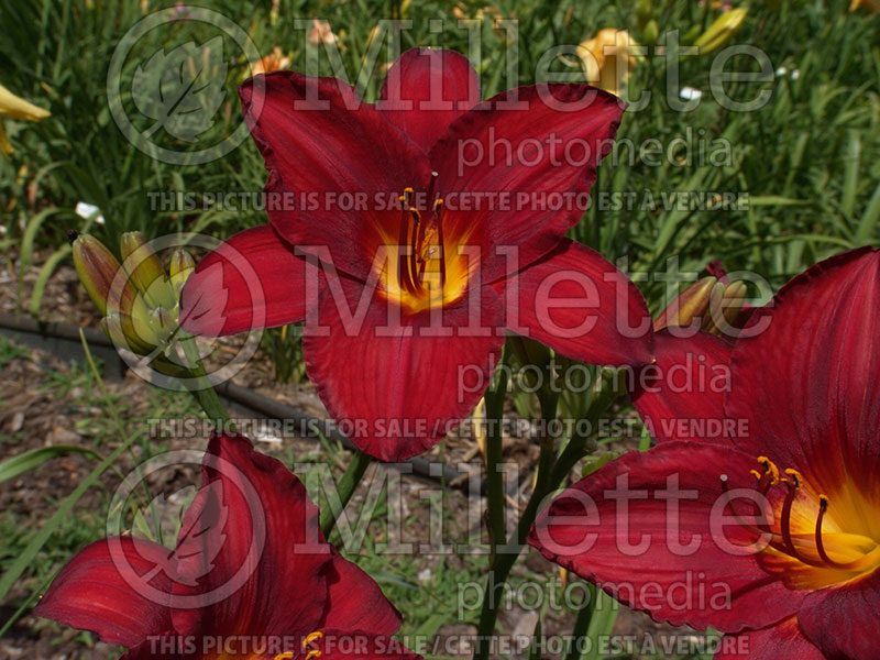 Hemerocallis Flameburst (Daylily) 1