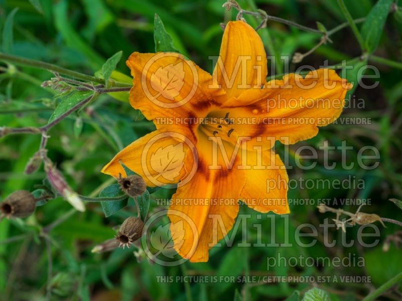 Hemerocallis Holiday Wreath (Daylily) 1 