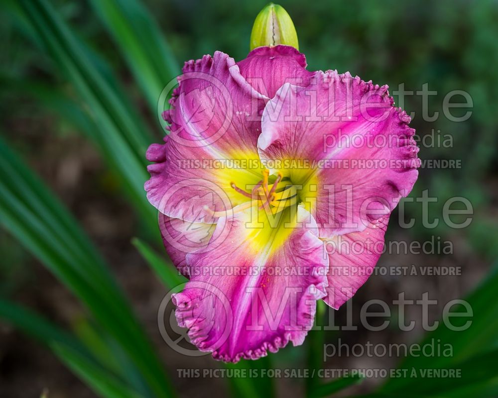 Hemerocallis In Search of Angels (Daylily) 1 