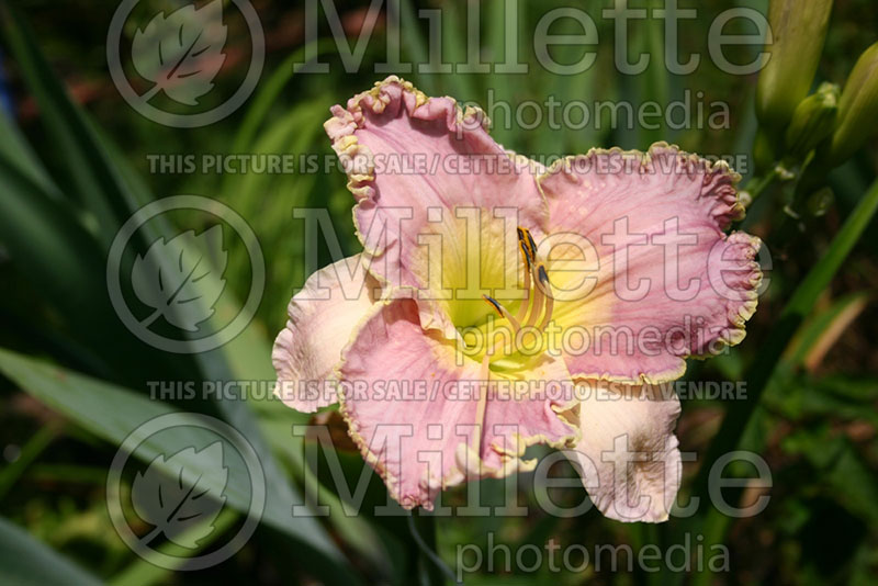 Hemerocallis Lavender Heartthrob (Daylily) 1