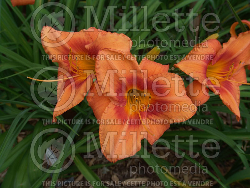 Hemerocallis Leebea Orange Crush (Daylily) 1 