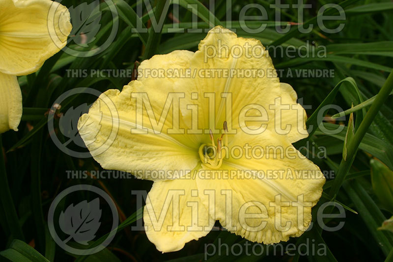 Hemerocallis Lemon Custard (Daylily) 1 