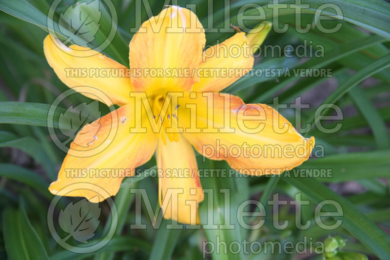 Hemerocallis Lilly Dache (Daylily) 1 