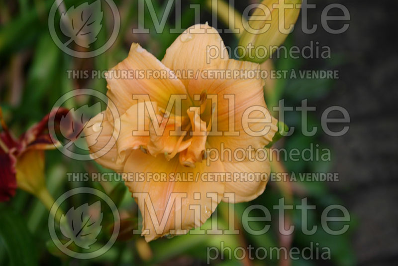 Hemerocallis Maple Sugar Rose (Daylily) 1