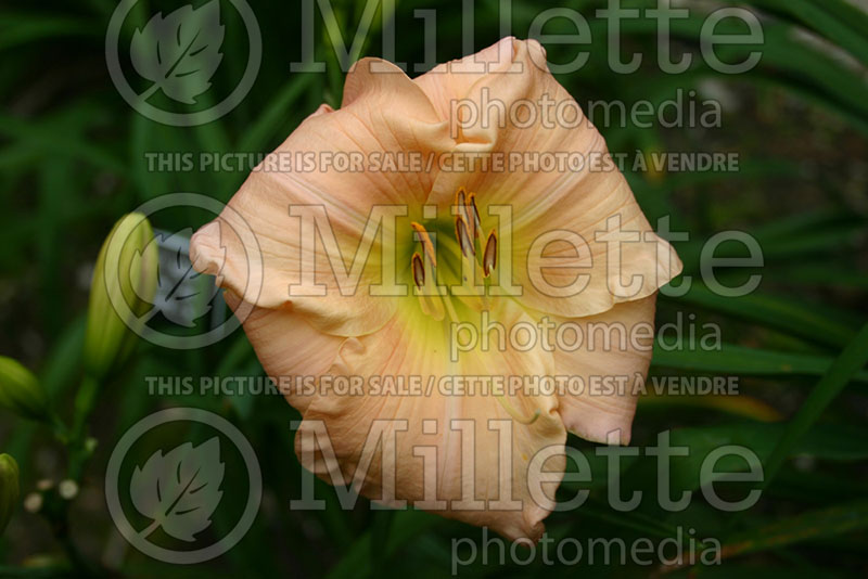 Hemerocallis Martha Adams (Daylily) 1
