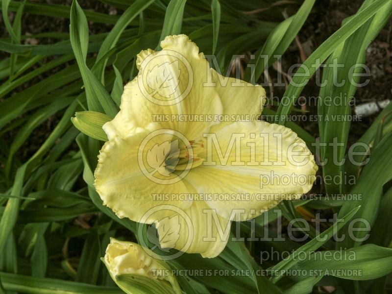 Hemerocallis Omomuki (Daylily) 2 