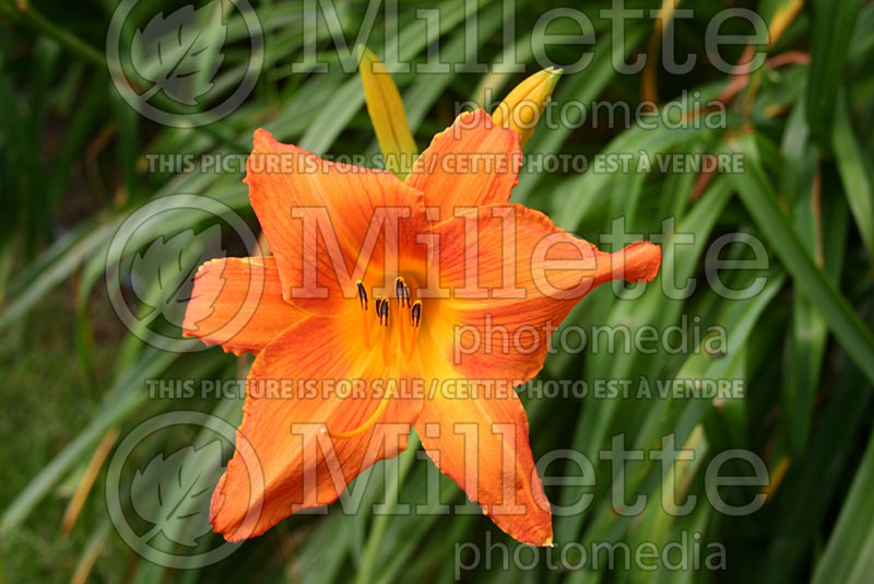 Hemerocallis Orange Vols (Daylily) 1