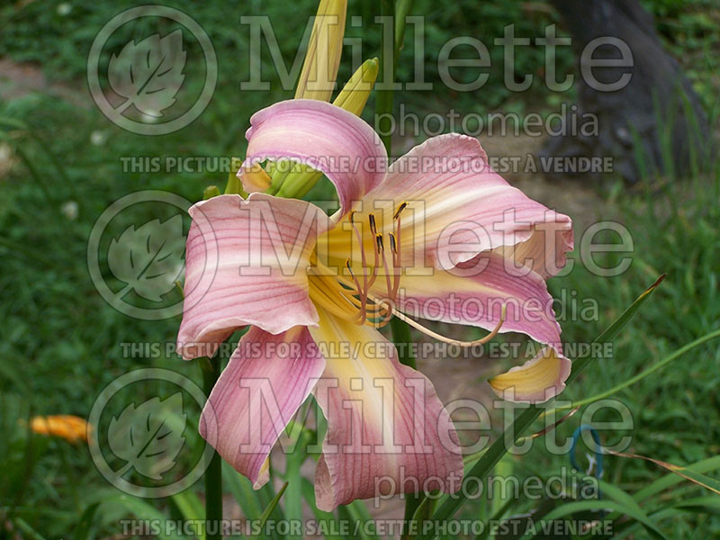 Hemerocallis Orchid Corsage (Daylily) 2 