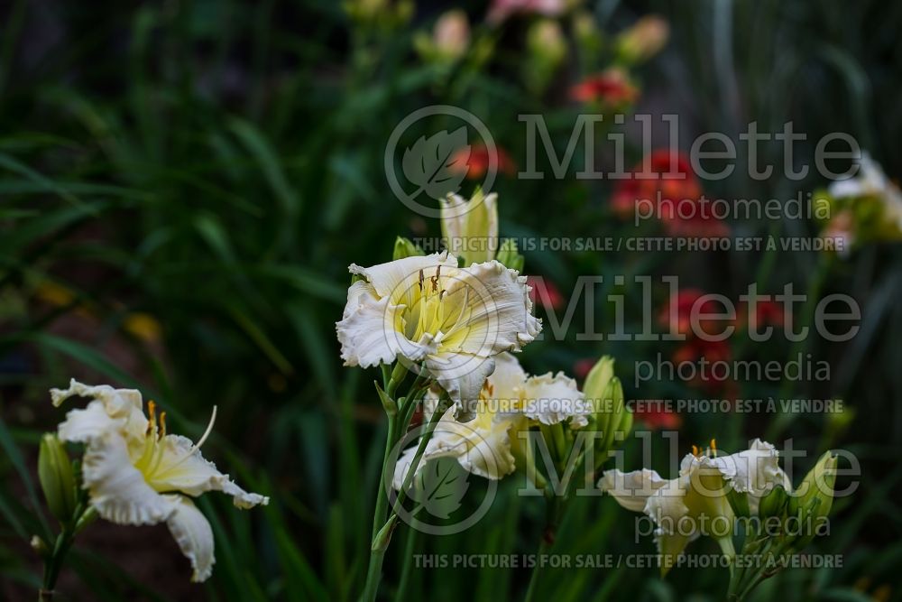 Hemerocallis Ornate Ruffles (Daylily) 1 