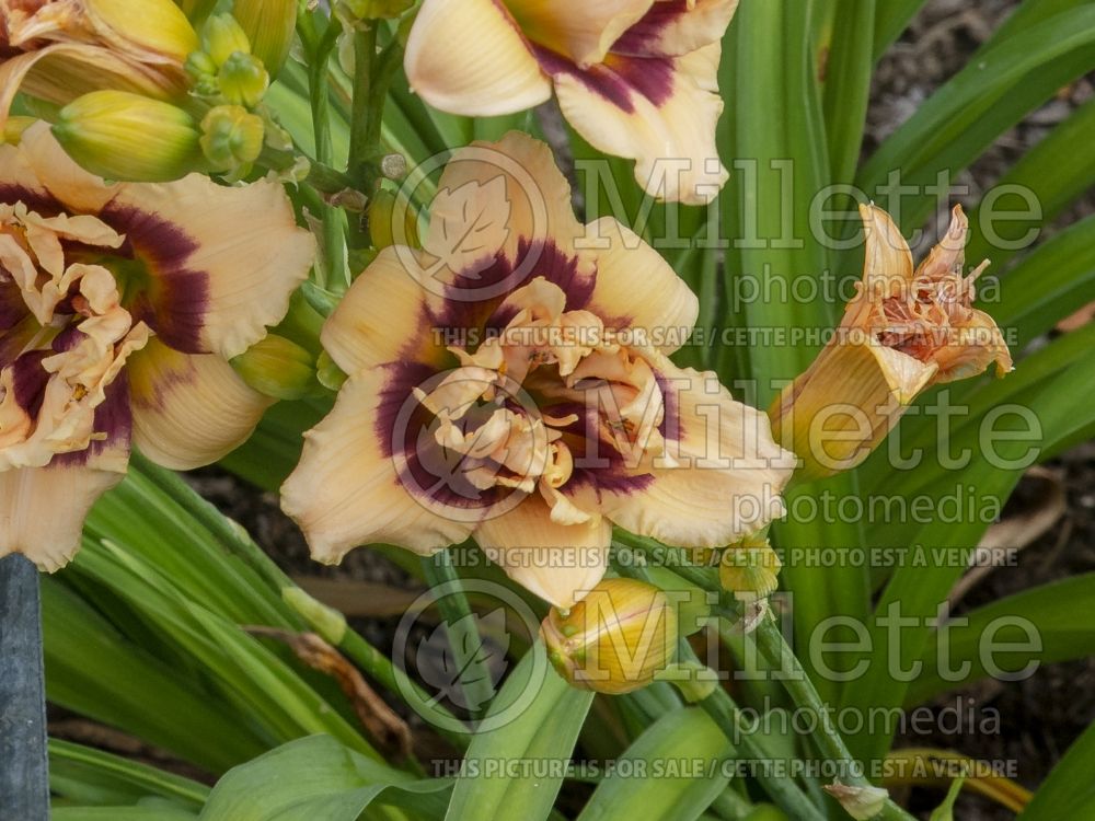Hemerocallis Roswitha (Daylily) 5 