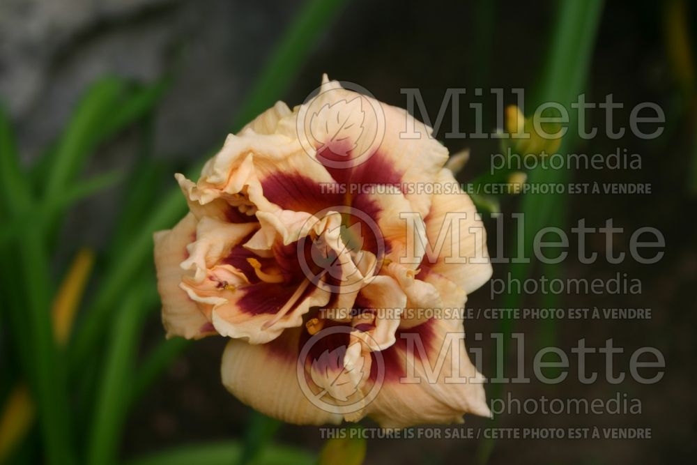 Hemerocallis Roswitha (Daylily) 6 