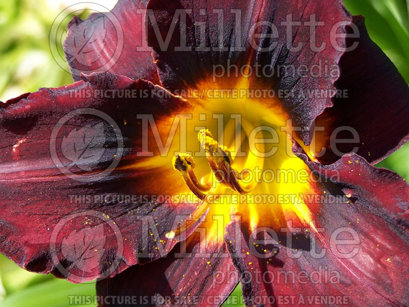 Hemerocallis Sir Modred (Daylily) 4 
