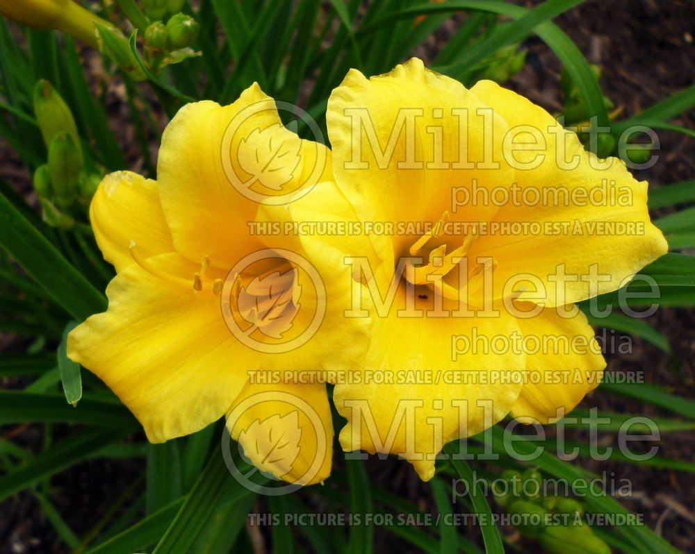 Hemerocallis Stella de Oro (Daylily) 3 