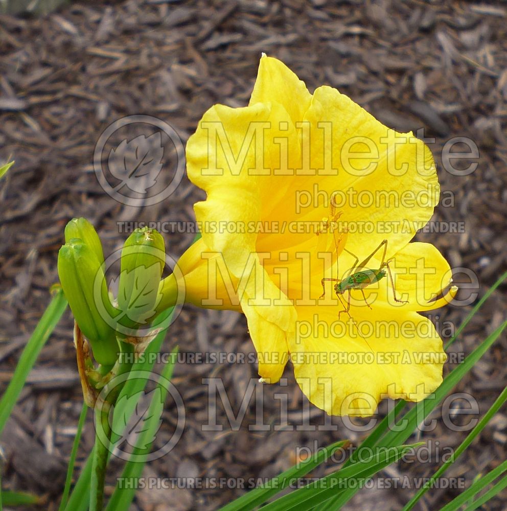 Hemerocallis Stella de Oro (Daylily) 4 