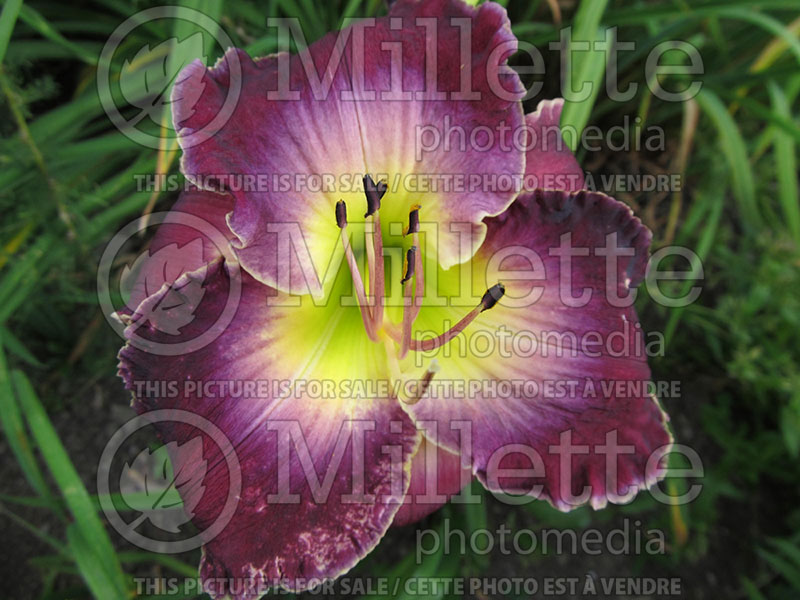 Hemerocallis Steve Moldovan (Daylily) 1  